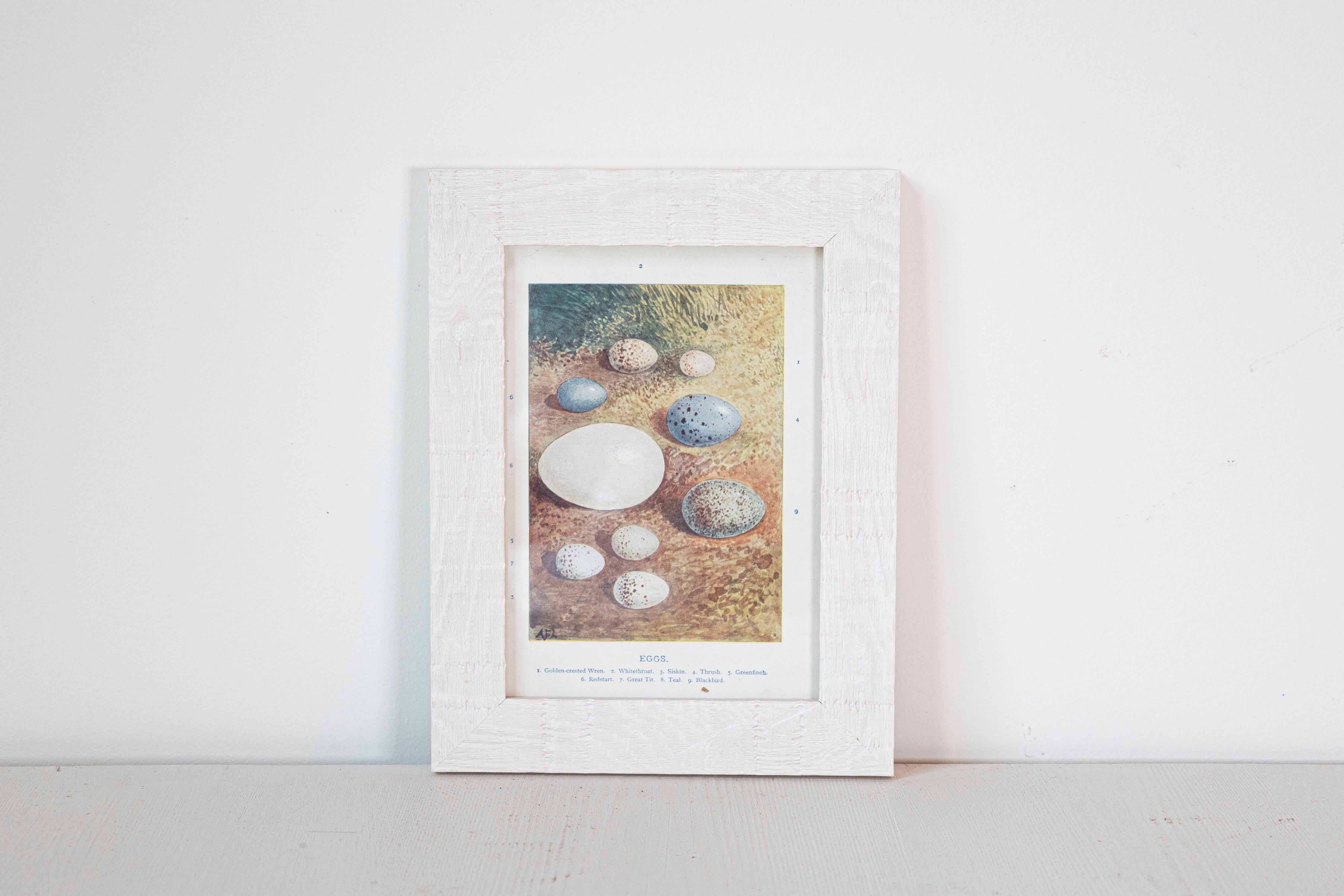 English Egg Prints from the 20th Century in Custom Wooden Frames, Priced Each In Good Condition For Sale In Atlanta, GA