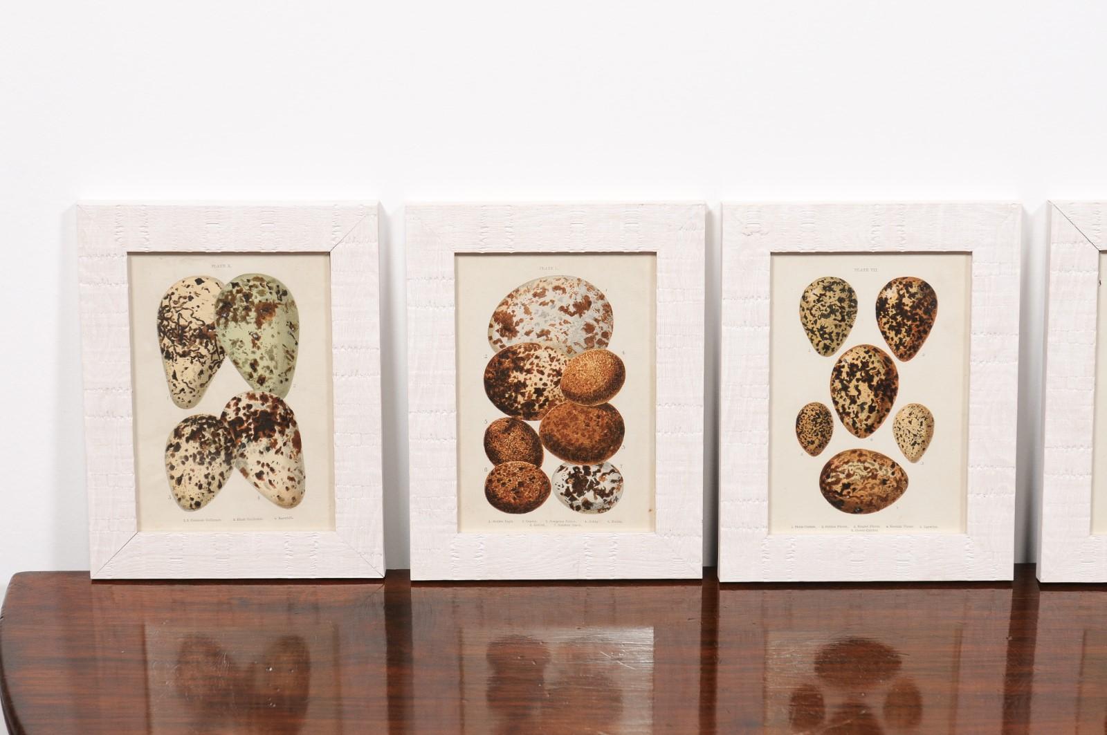 Paper English Egg Prints from the 20th Century in Custom Wooden Frames, Priced Each For Sale