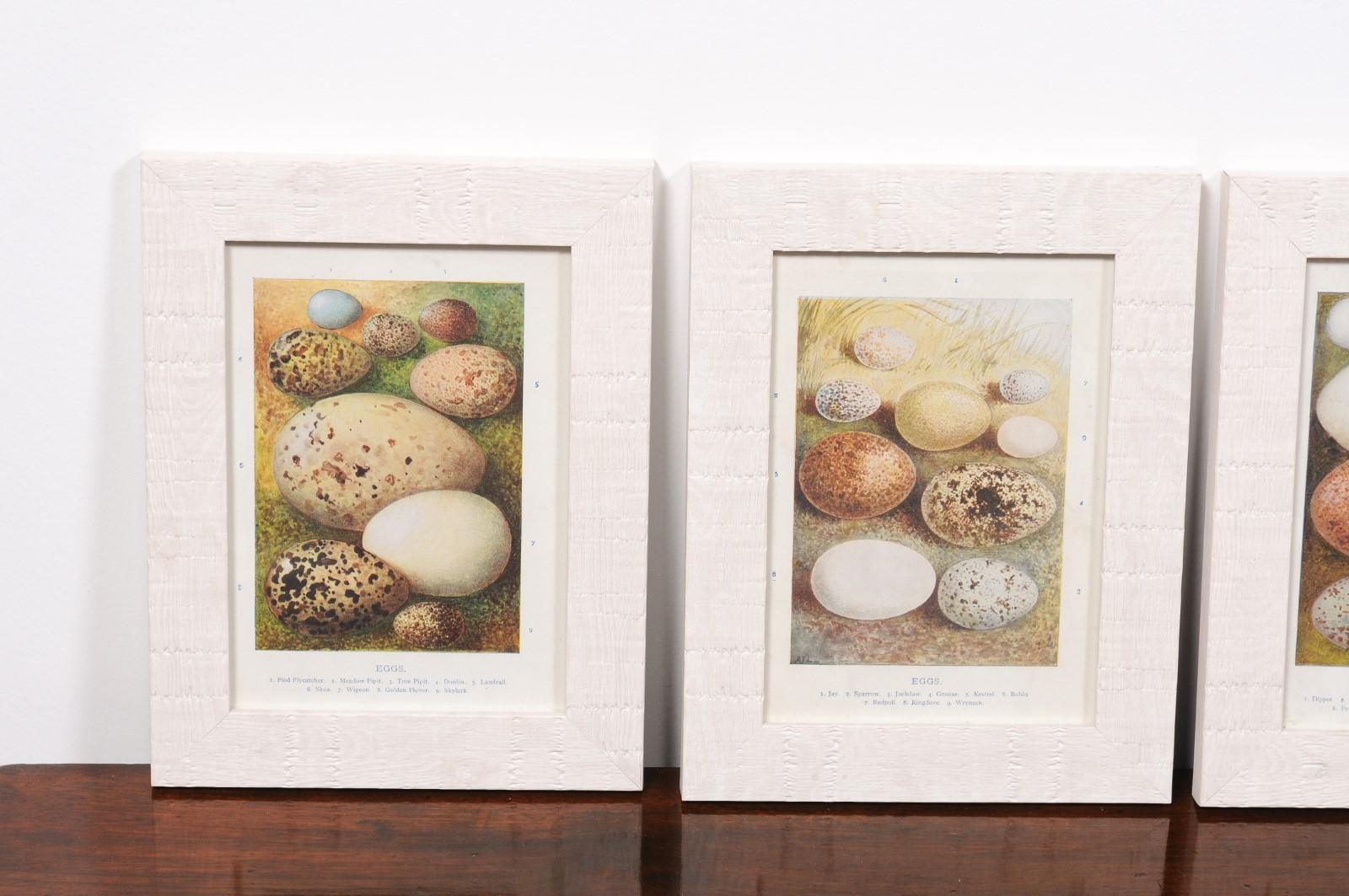 Glass English Egg Prints from the 20th Century in Custom Wooden Frames, Priced Each For Sale