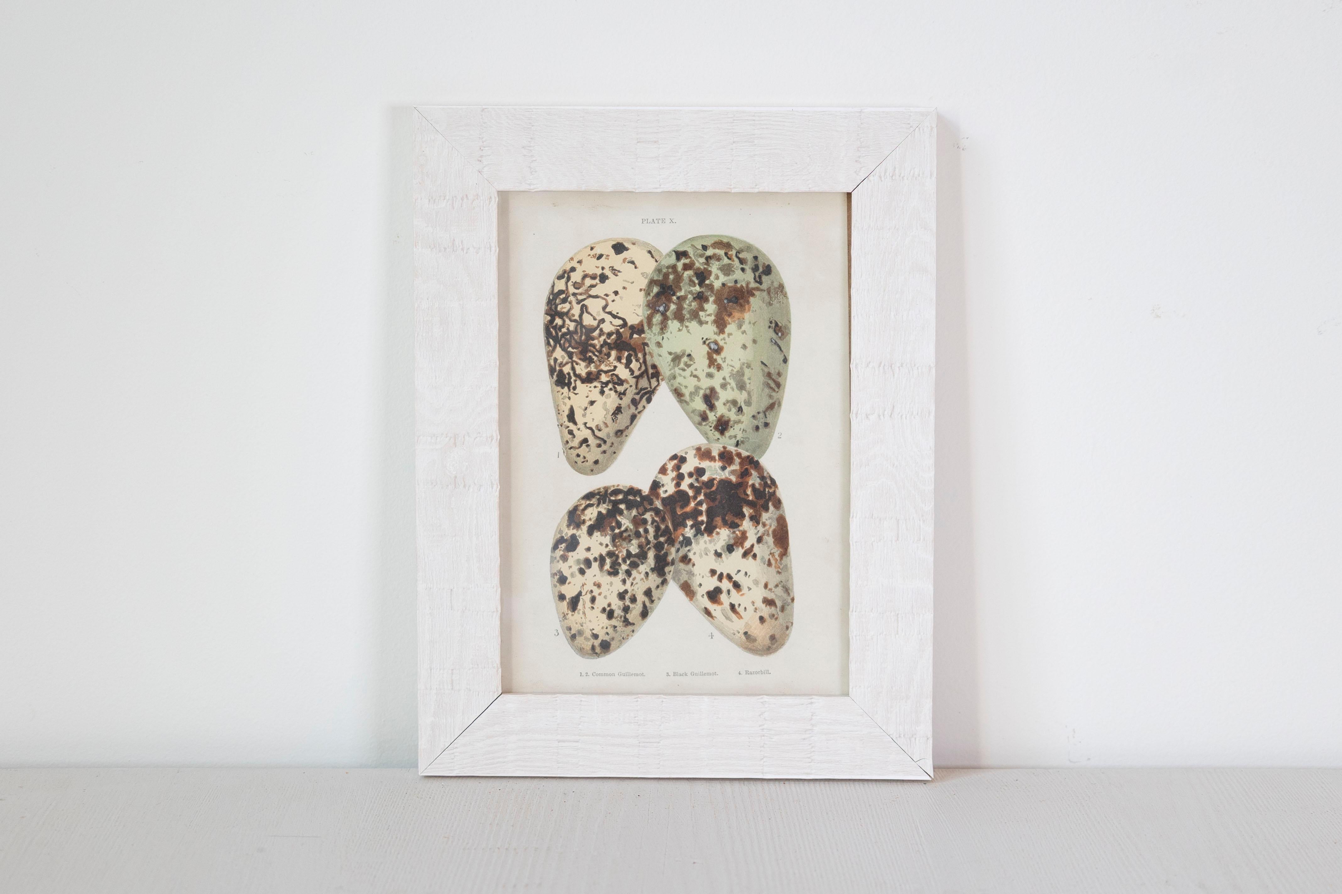 Glass English Egg Prints from the 20th Century in Custom Wooden Frames, Priced Each For Sale
