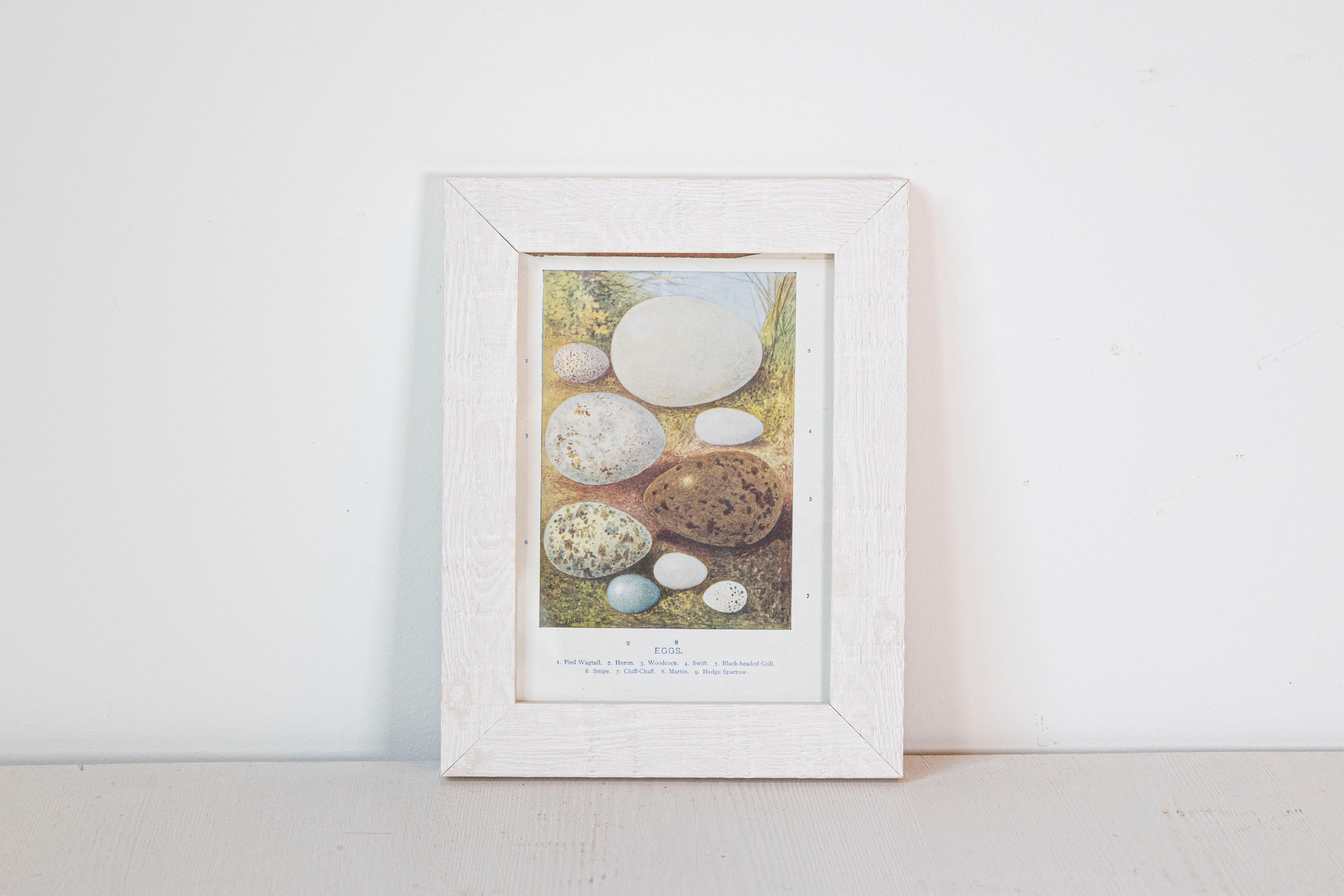 Glass English Egg Prints from the 20th Century in Custom Wooden Frames, Priced Each For Sale