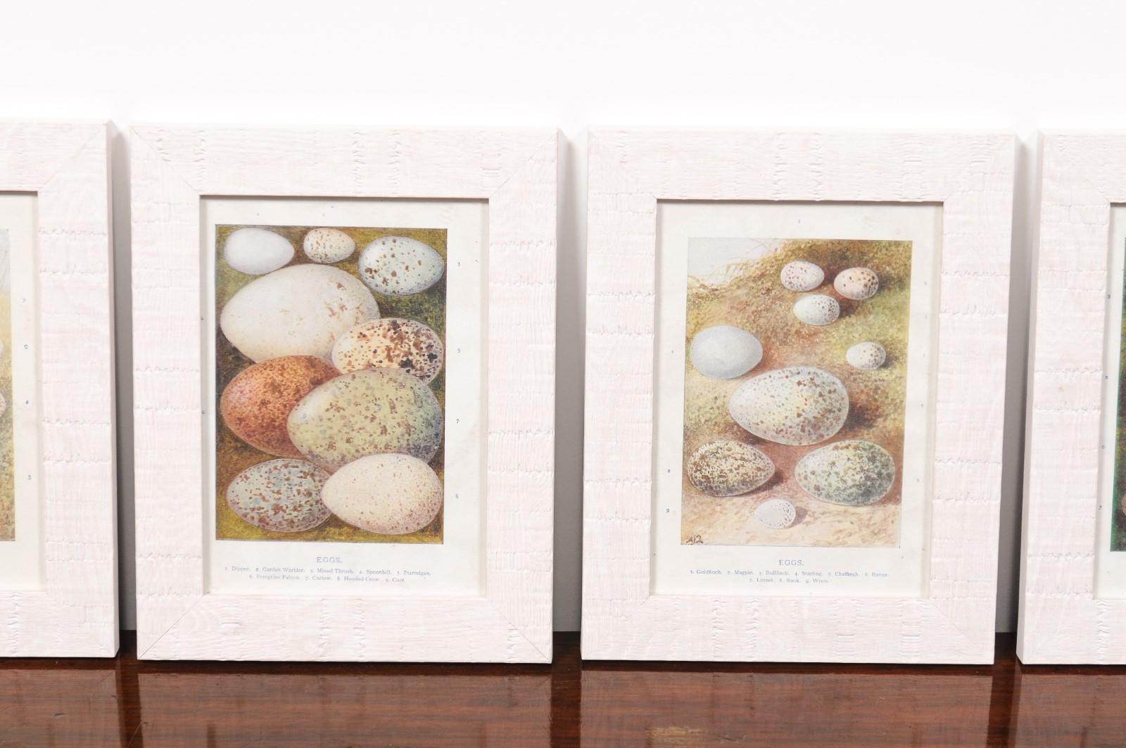 English Egg Prints from the 20th Century in Custom Wooden Frames, Priced Each For Sale 1