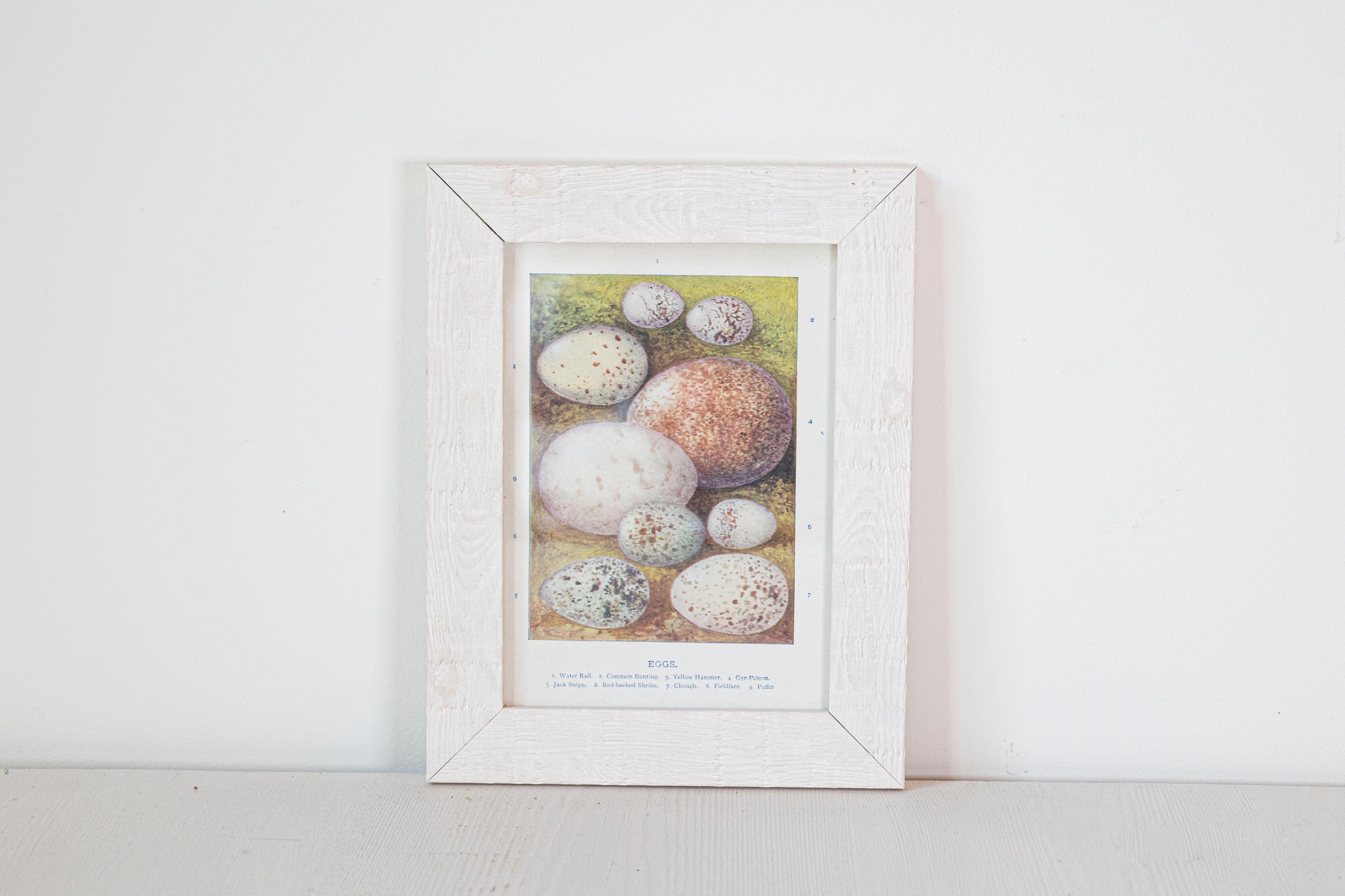 English Egg Prints from the 20th Century in Custom Wooden Frames, Priced Each For Sale 1