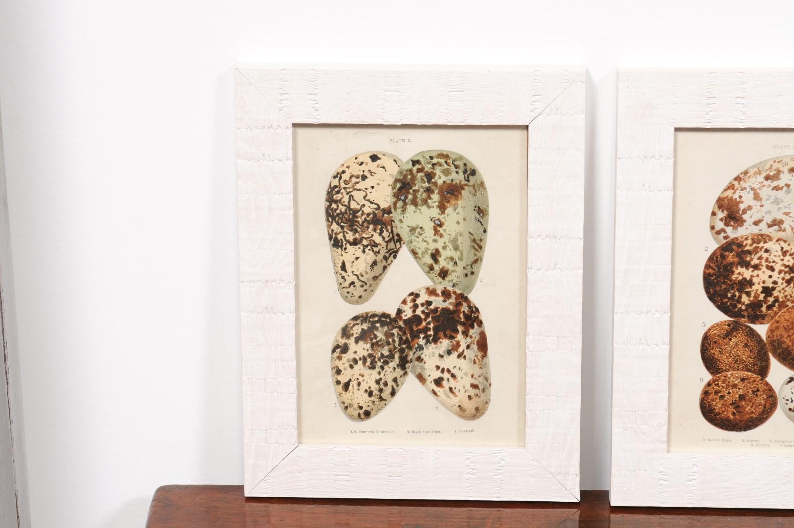 English Egg Prints from the 20th Century in Custom Wooden Frames, Priced Each For Sale 2