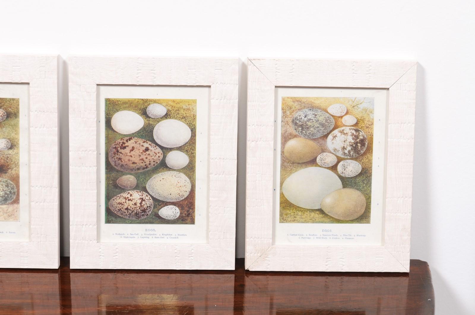 English Egg Prints from the 20th Century in Custom Wooden Frames, Priced Each For Sale 2