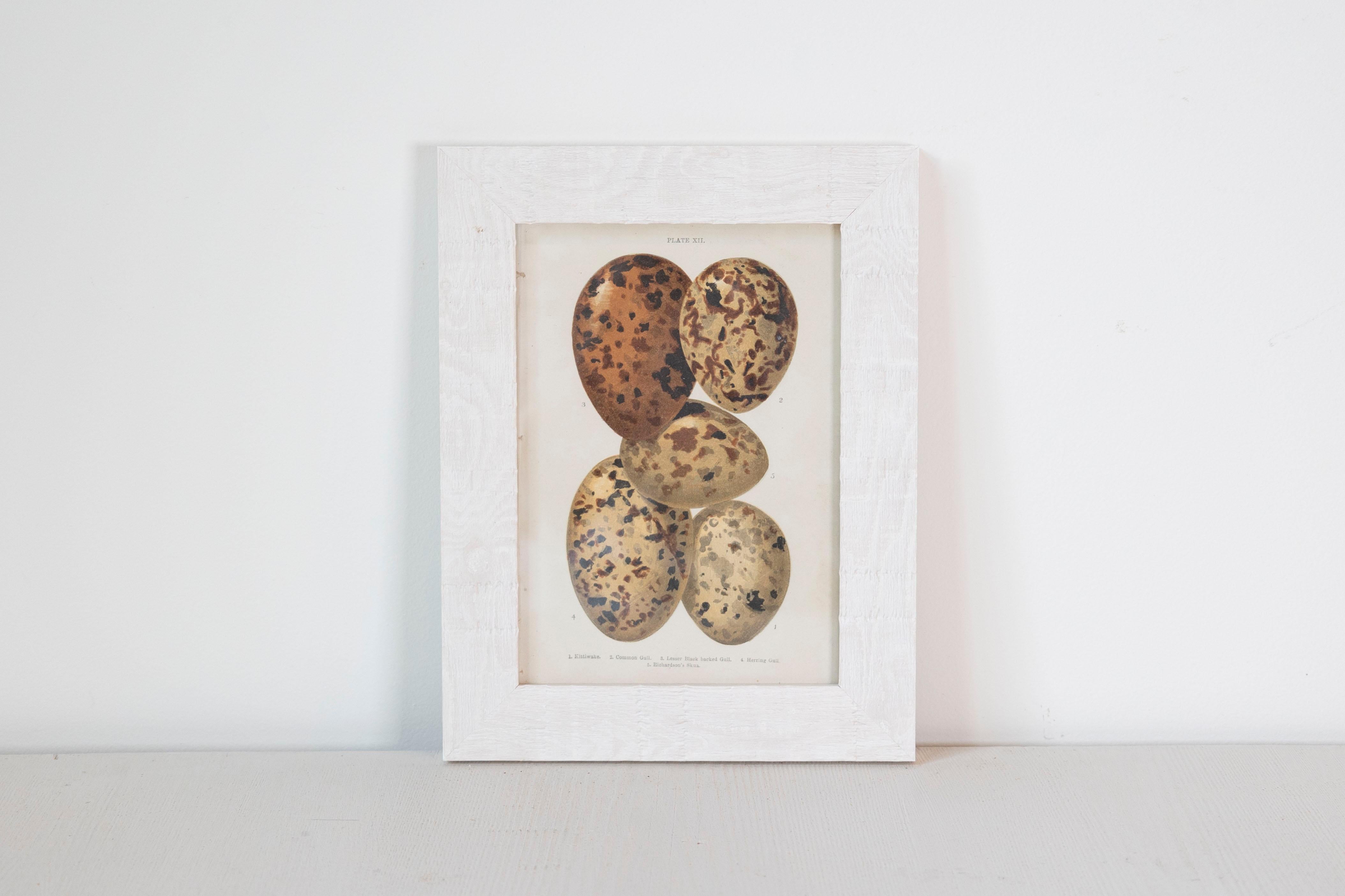 English Egg Prints from the 20th Century in Custom Wooden Frames, Priced Each For Sale 2