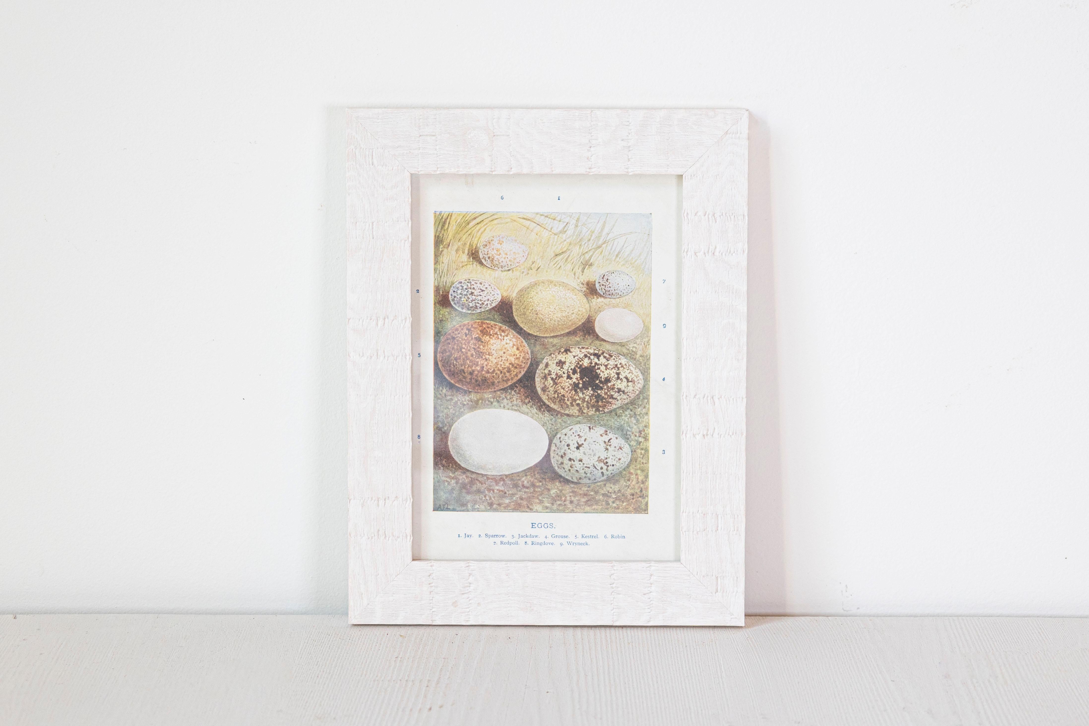 English Egg Prints from the 20th Century in Custom Wooden Frames, Priced Each For Sale 2