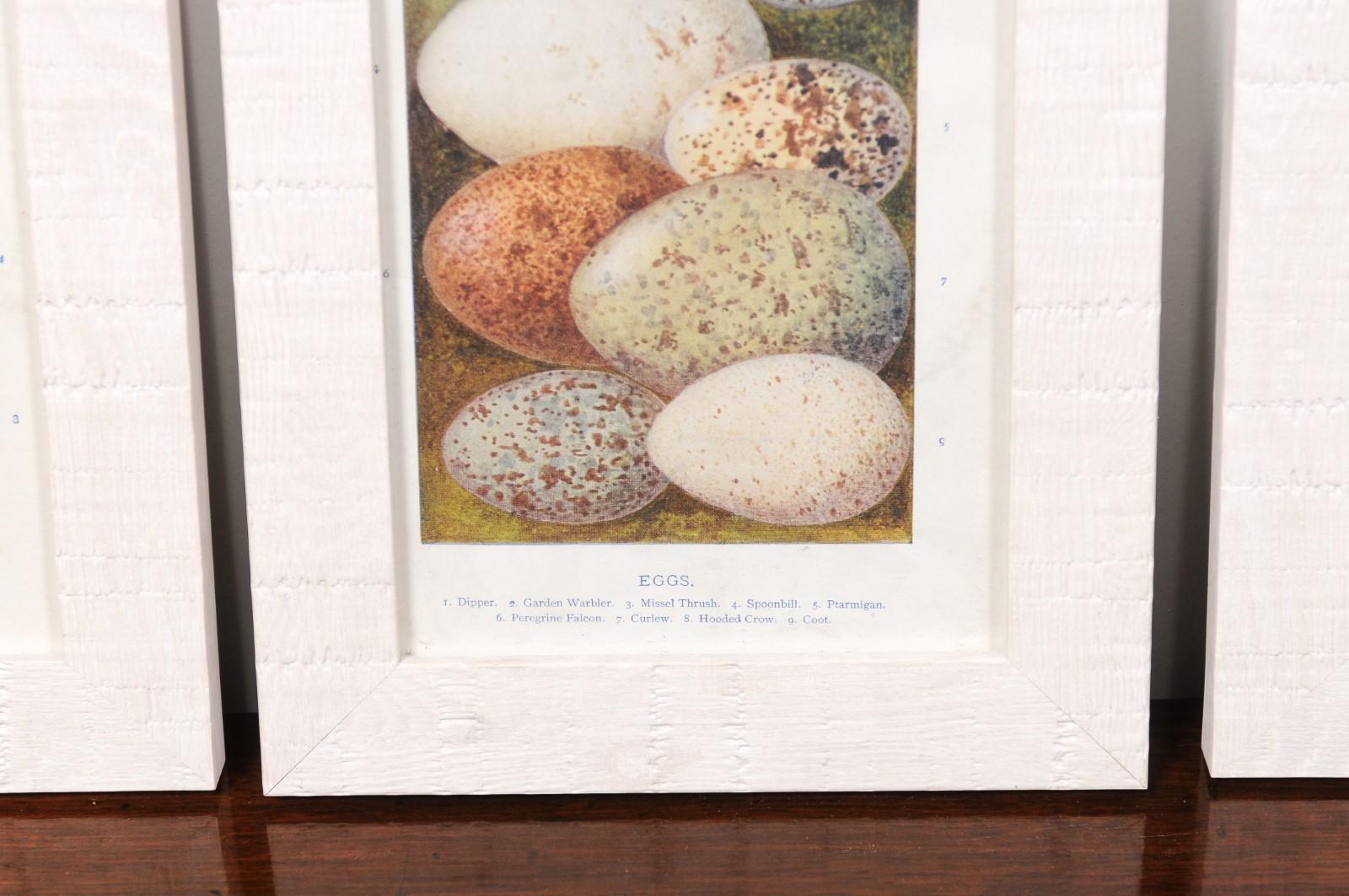 English Egg Prints from the 20th Century in Custom Wooden Frames, Priced Each For Sale 3