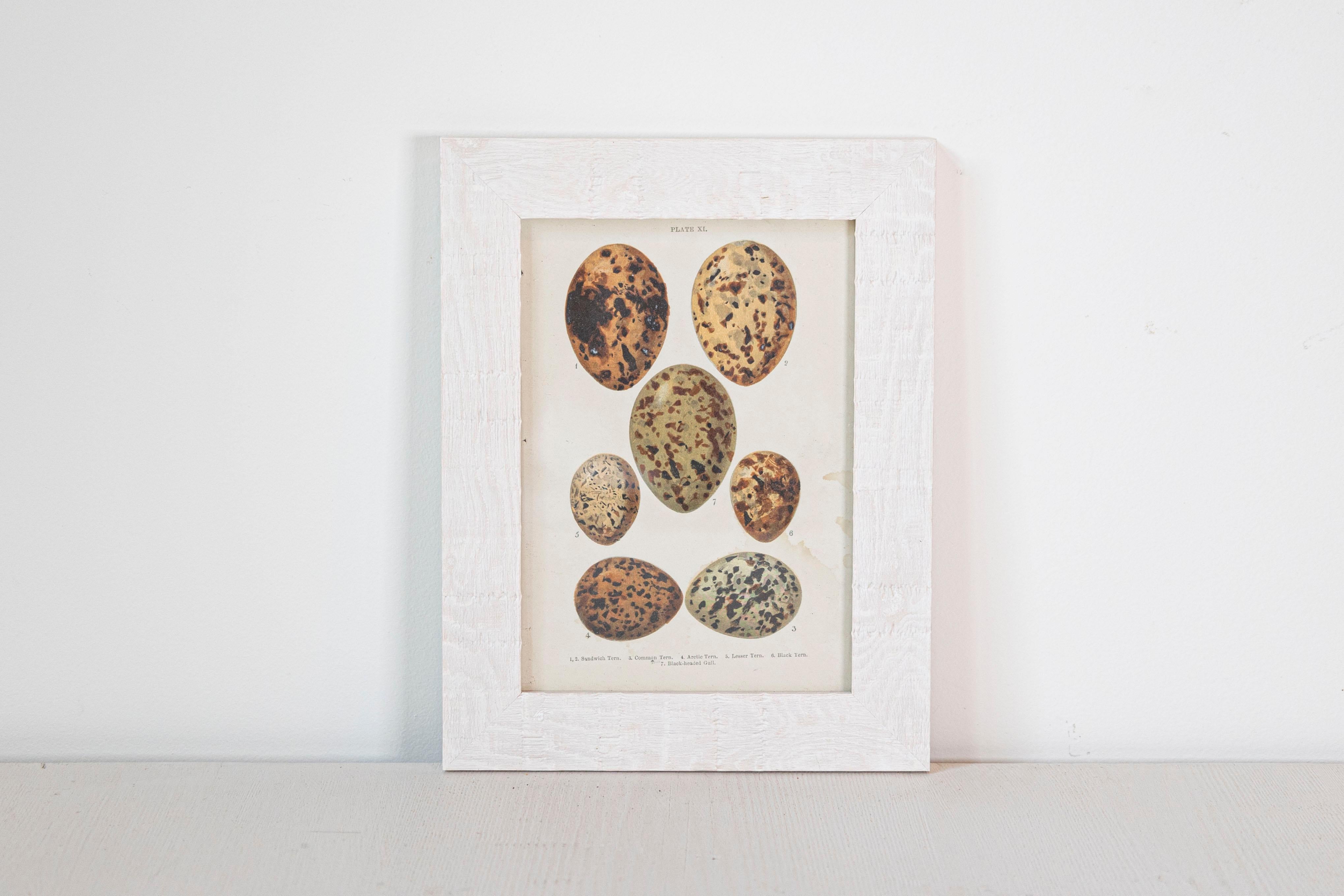 English Egg Prints from the 20th Century in Custom Wooden Frames, Priced Each For Sale 3