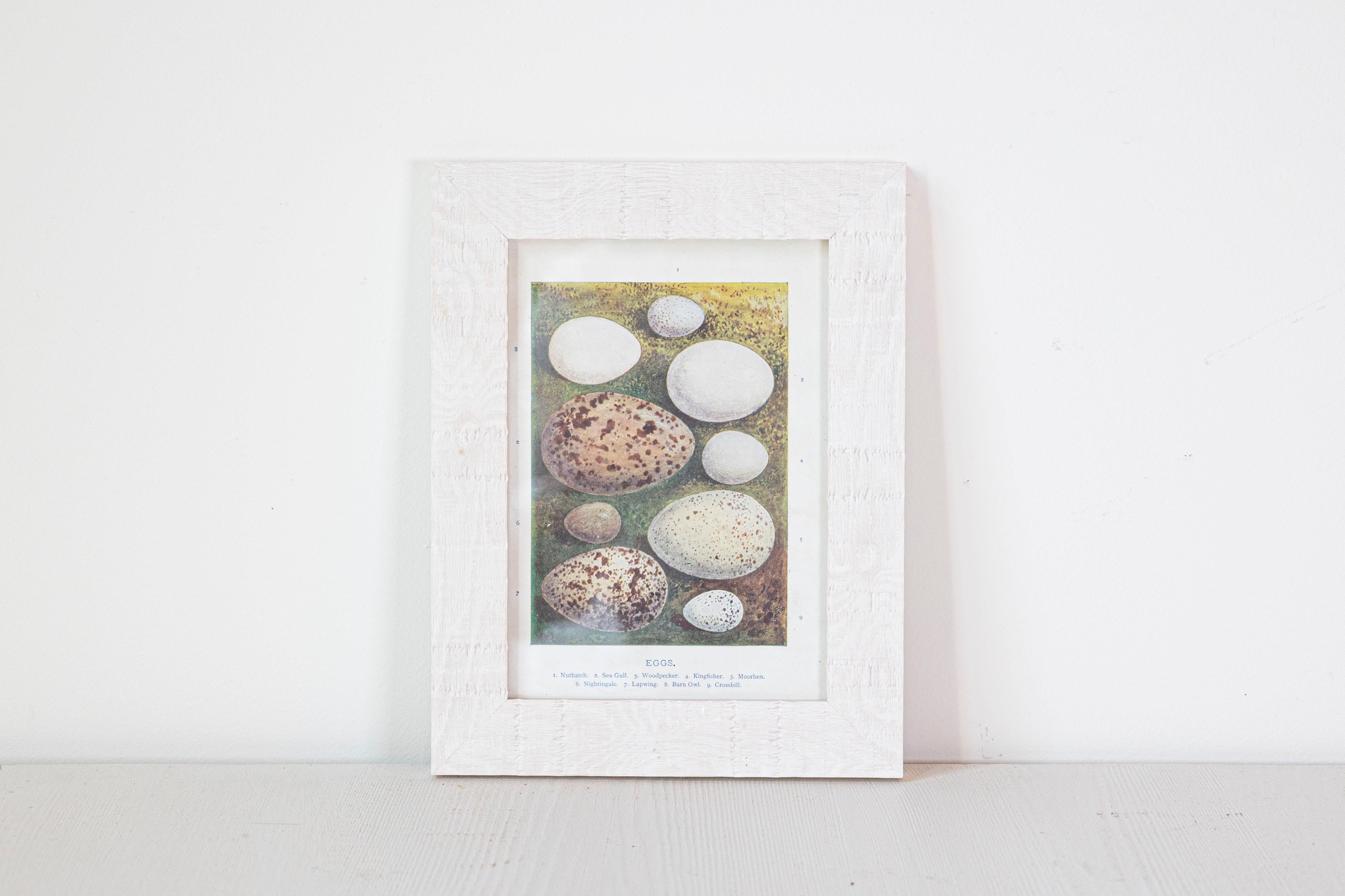 English Egg Prints from the 20th Century in Custom Wooden Frames, Priced Each For Sale 3