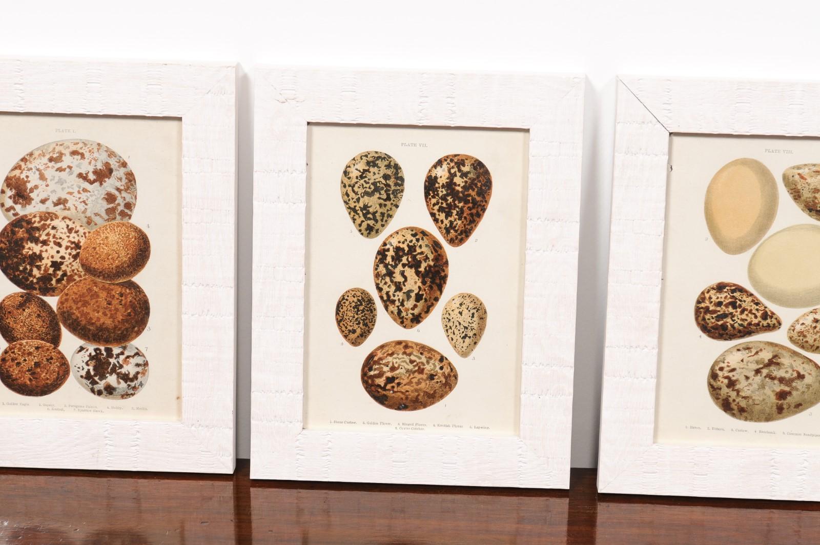 English Egg Prints from the 20th Century in Custom Wooden Frames, Priced Each For Sale 4