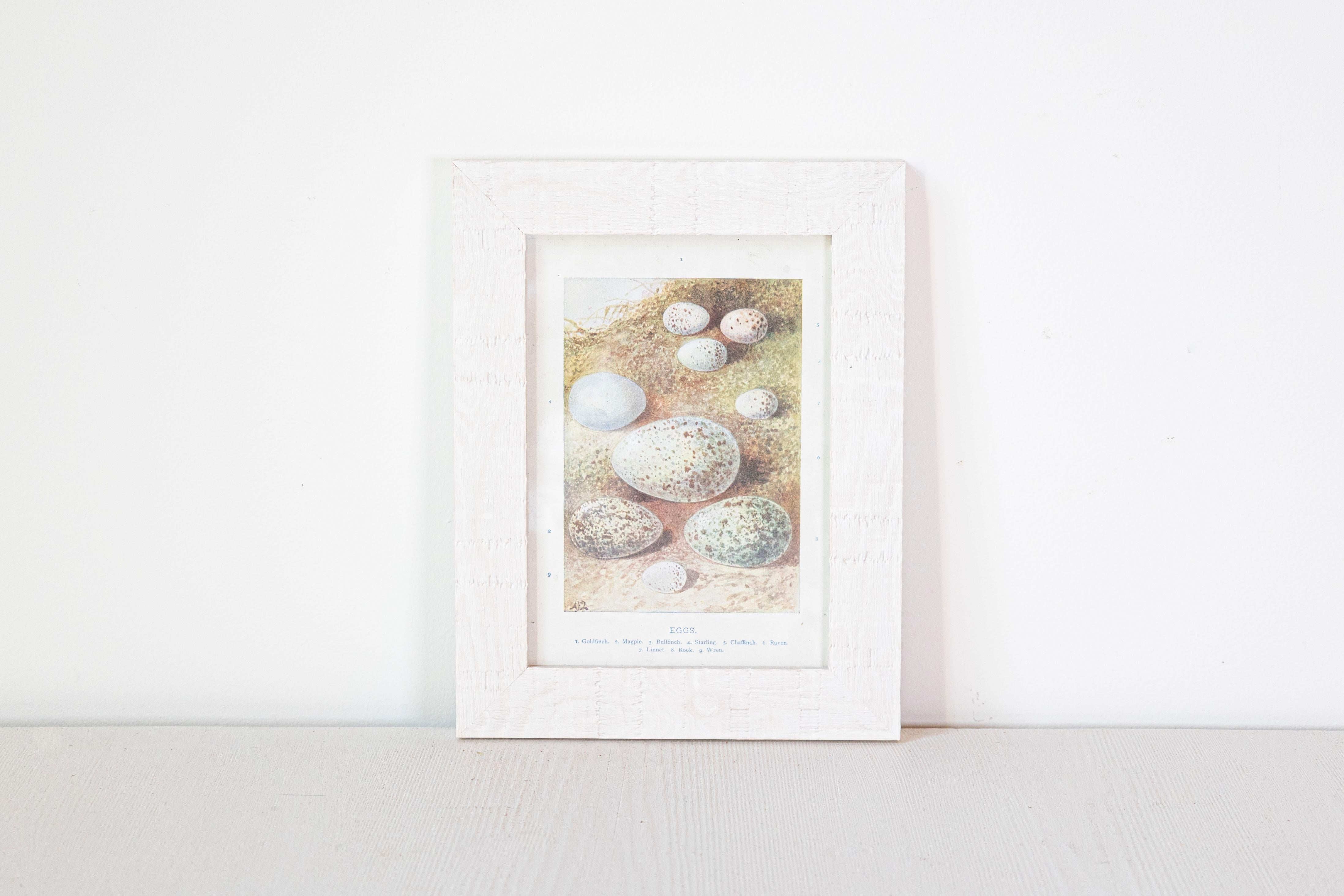 English Egg Prints from the 20th Century in Custom Wooden Frames, Priced Each For Sale 4