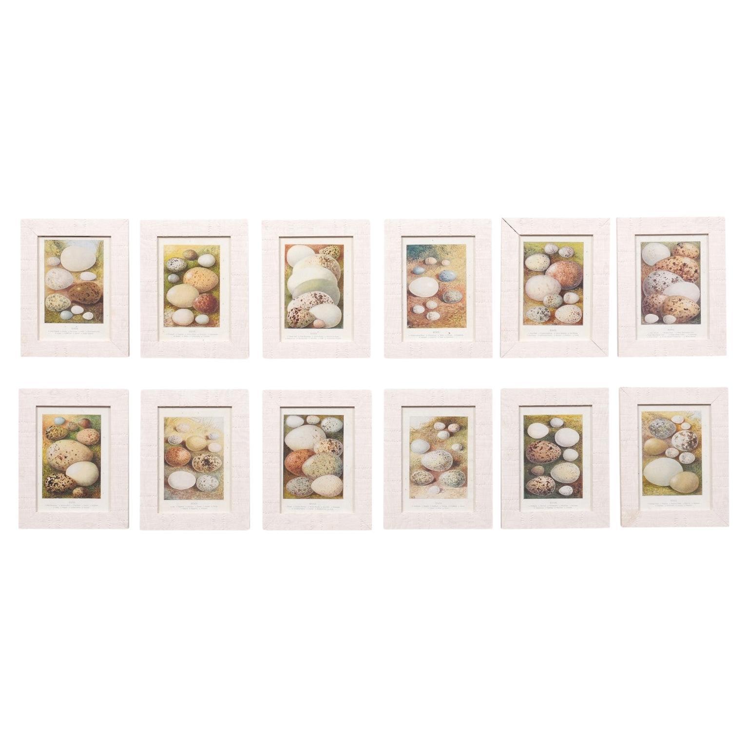 English Egg Prints from the 20th Century in Custom Wooden Frames, Priced Each