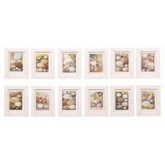 English Egg Prints from the 20th Century in Custom Wooden Frames, Priced Each