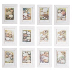 English Egg Prints from the 20th Century in Custom Wooden Frames, Priced Each