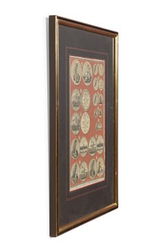 English engraving of Medals associated with King William III