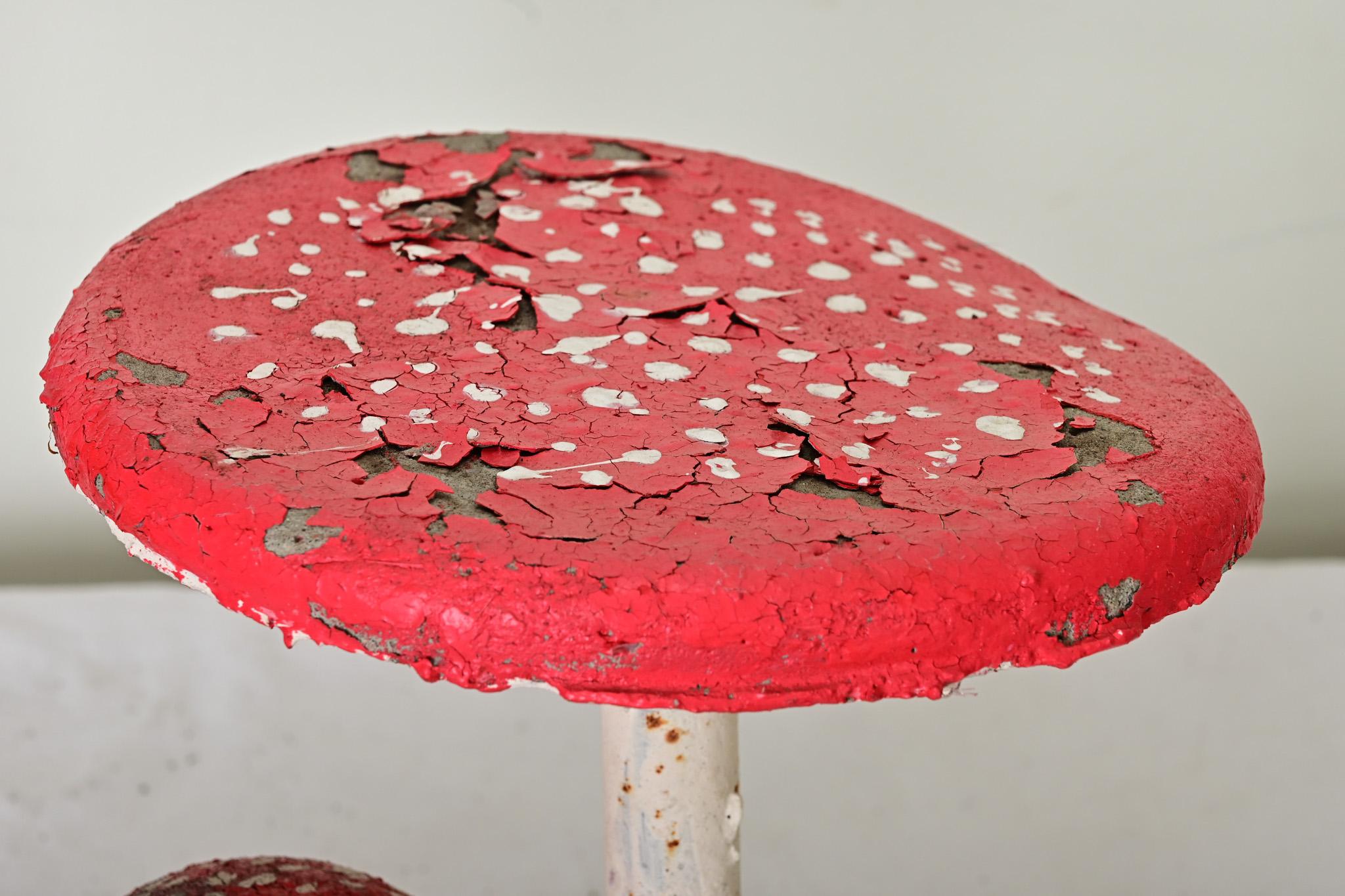 Setas de la huerta inglesa siglo XX en venta