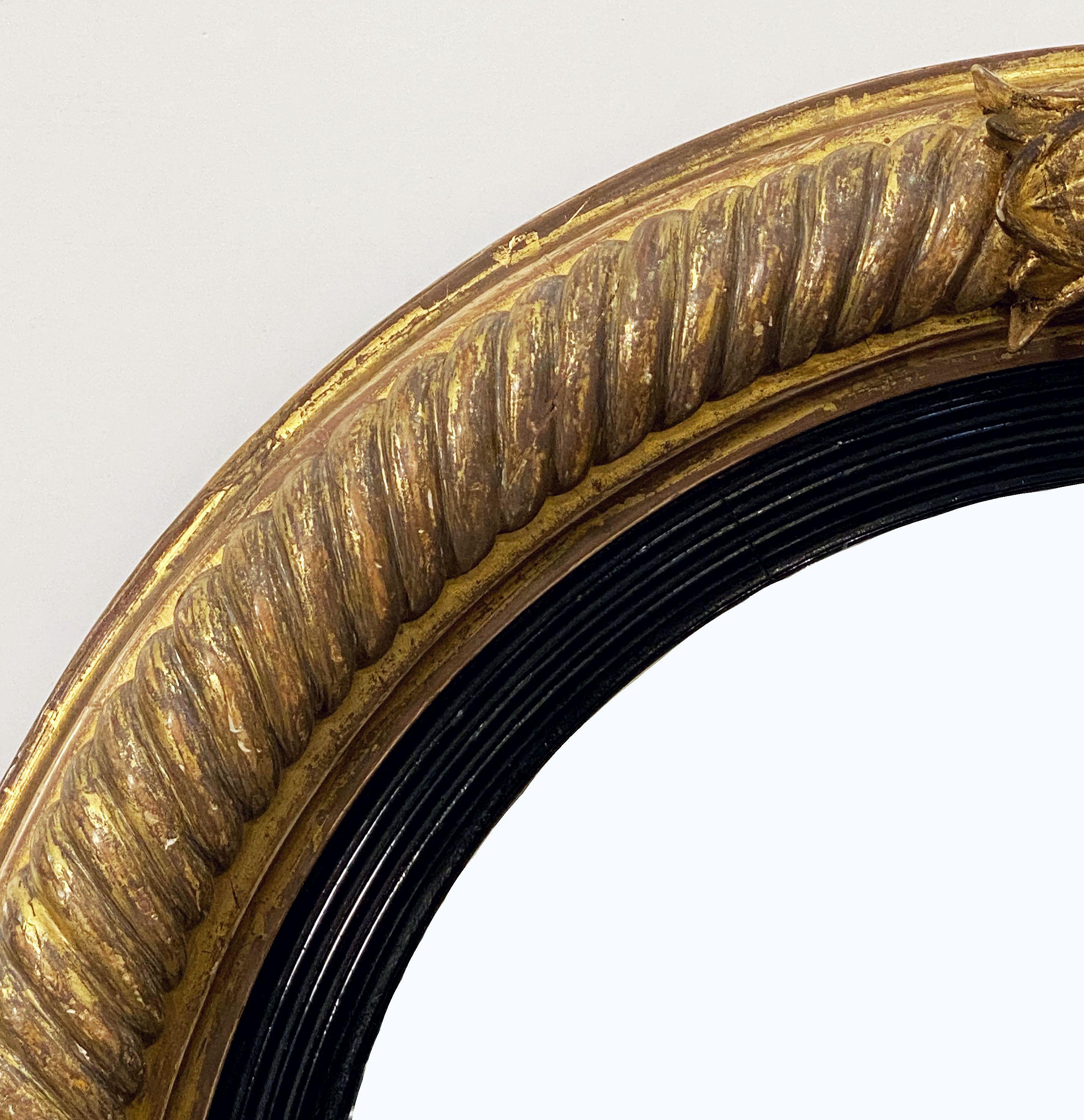 Glass English Gilt and Ebony Convex Mirror from the Regency Era (Diameter 21 1/4) For Sale