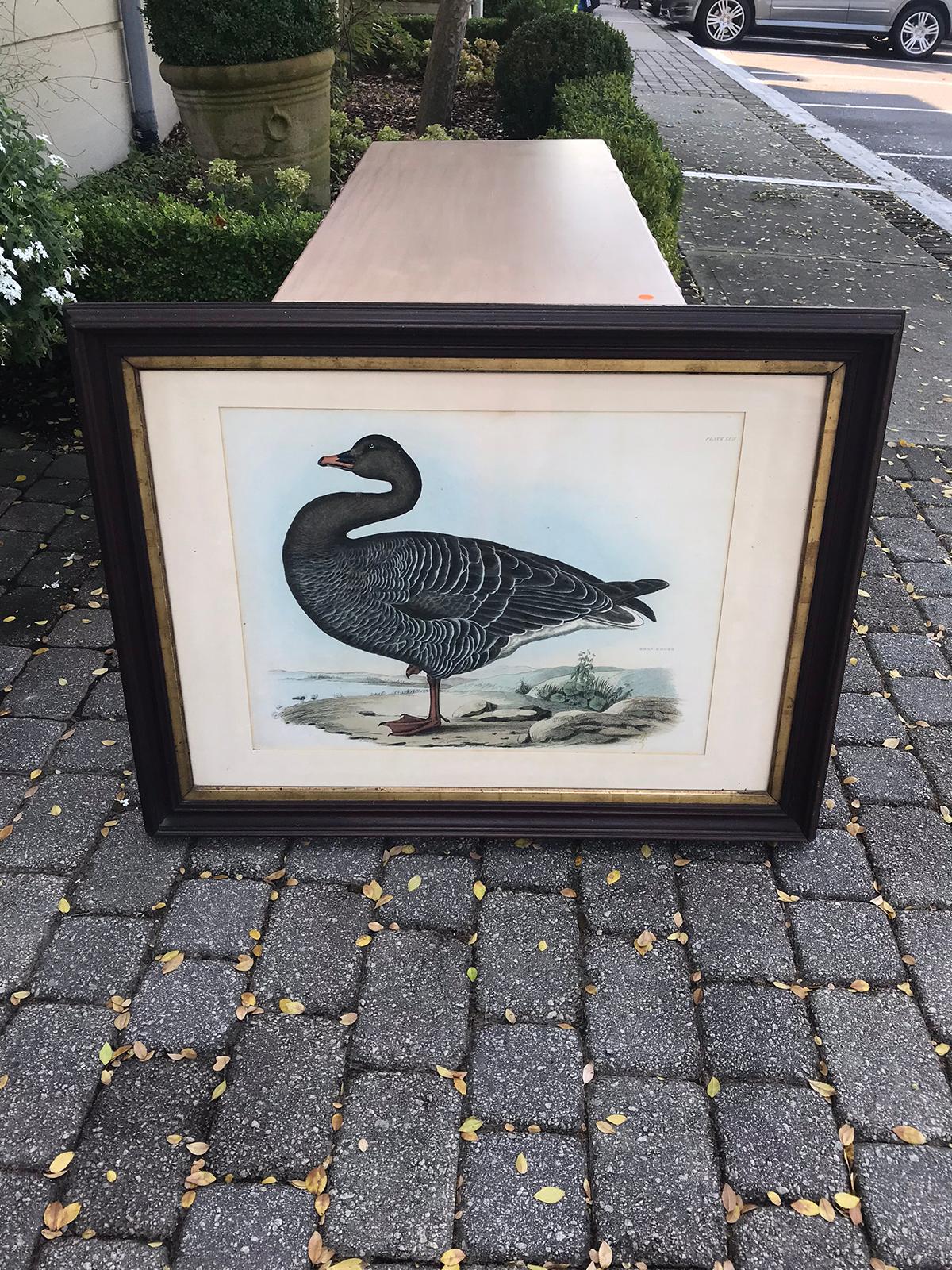English Hand Colored Engraving of Bean Goose by Prideaux John Selby 5