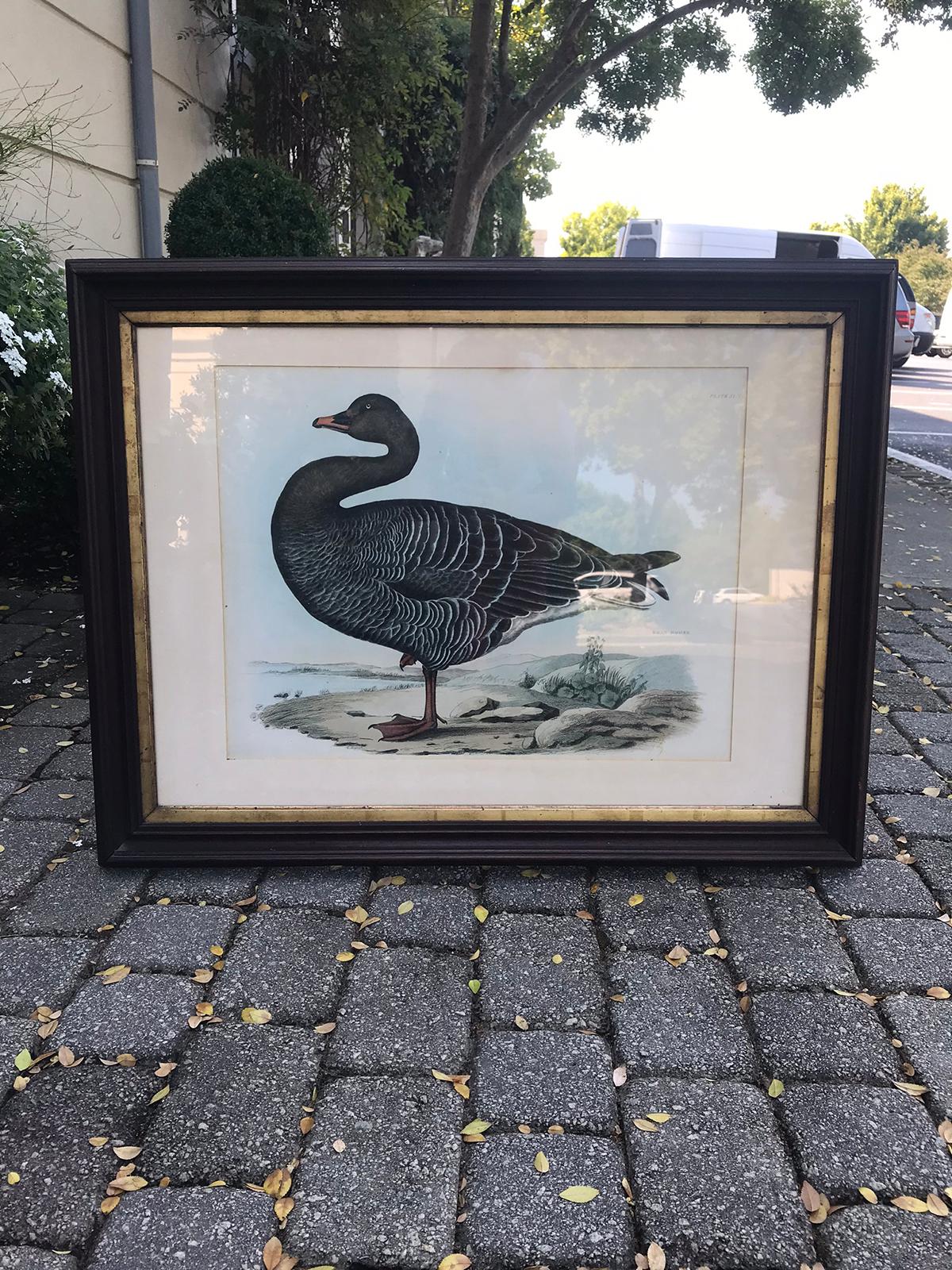 English hand colored engraving of Bean Goose by Prideaux John Selby,
circa 1788-1867
Framed.