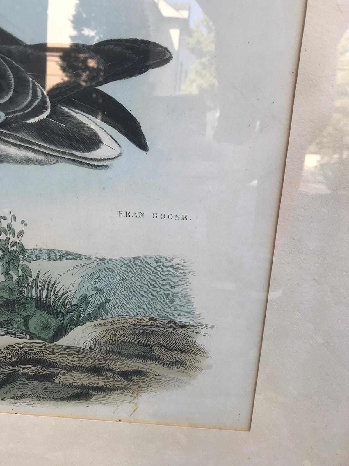English Hand Colored Engraving of Bean Goose by Prideaux John Selby In Good Condition In Atlanta, GA