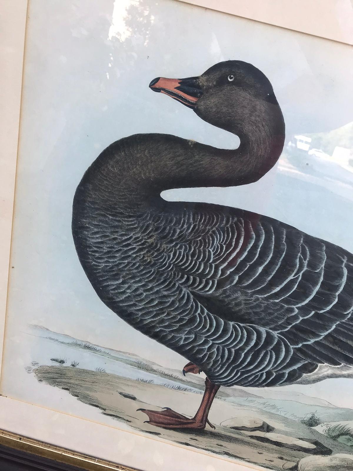 Paint English Hand Colored Engraving of Bean Goose by Prideaux John Selby