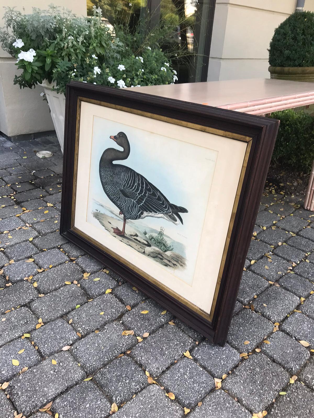 English Hand Colored Engraving of Bean Goose by Prideaux John Selby 4