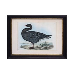 English Hand Colored Engraving of Bean Goose by Prideaux John Selby