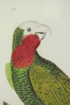 English Hand-Colored Ornithological Print of a Parrot
