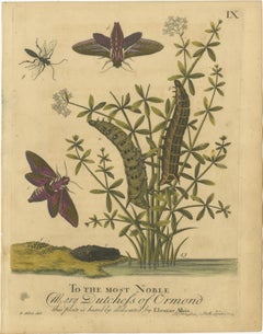 English Hawk & Tiger Moths – Hummingbird Hawk, Garden Tiger, Albin 1720