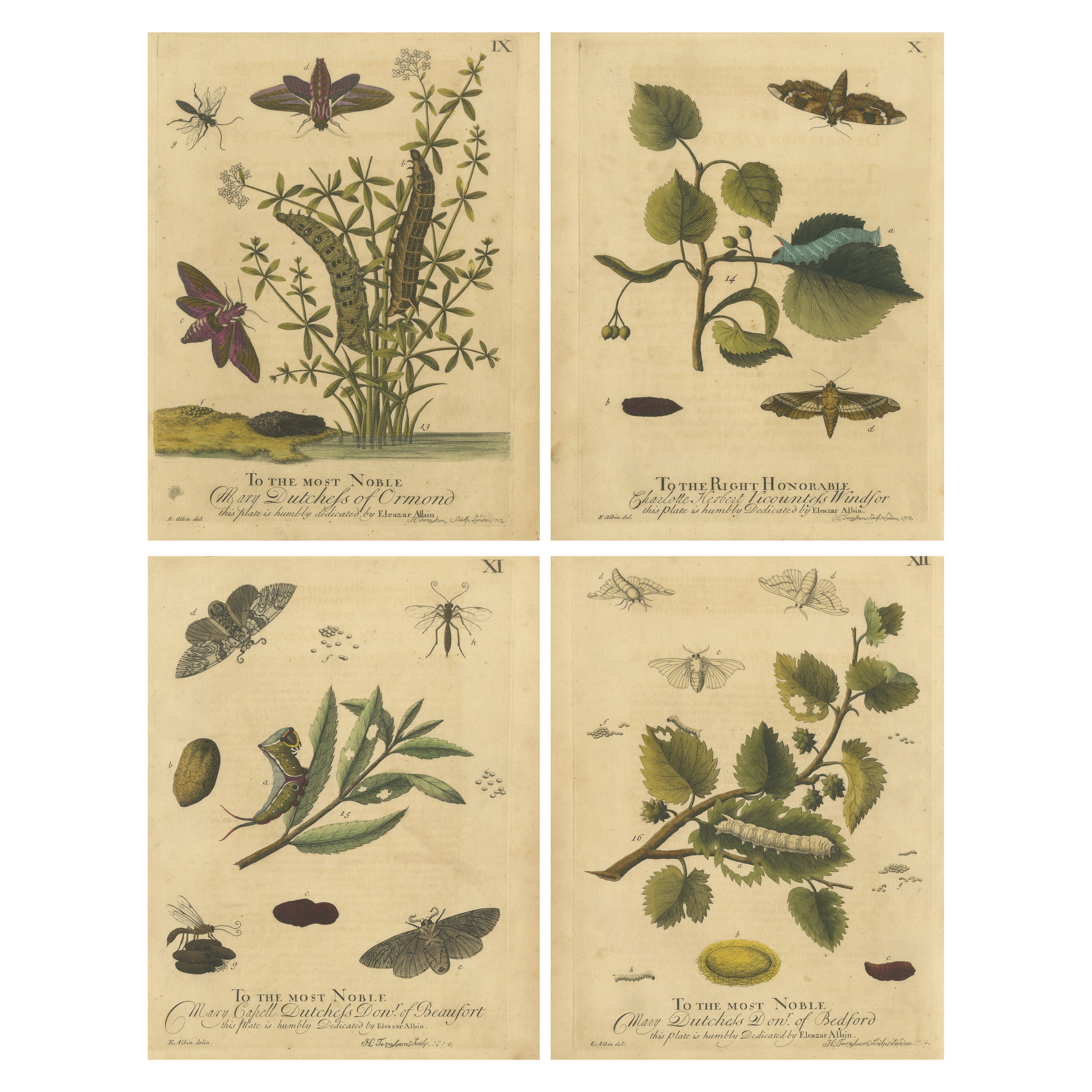 English Hawk
Tiger Moths – Hummingbird Hawk, Garden Tiger, Albin 1720