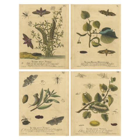 English Hawk & Tiger Moths – Hummingbird Hawk, Garden Tiger, Albin 1720