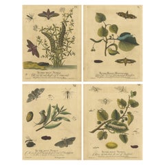 English Hawk
Tiger Moths – Hummingbird Hawk, Garden Tiger, Albin 1720