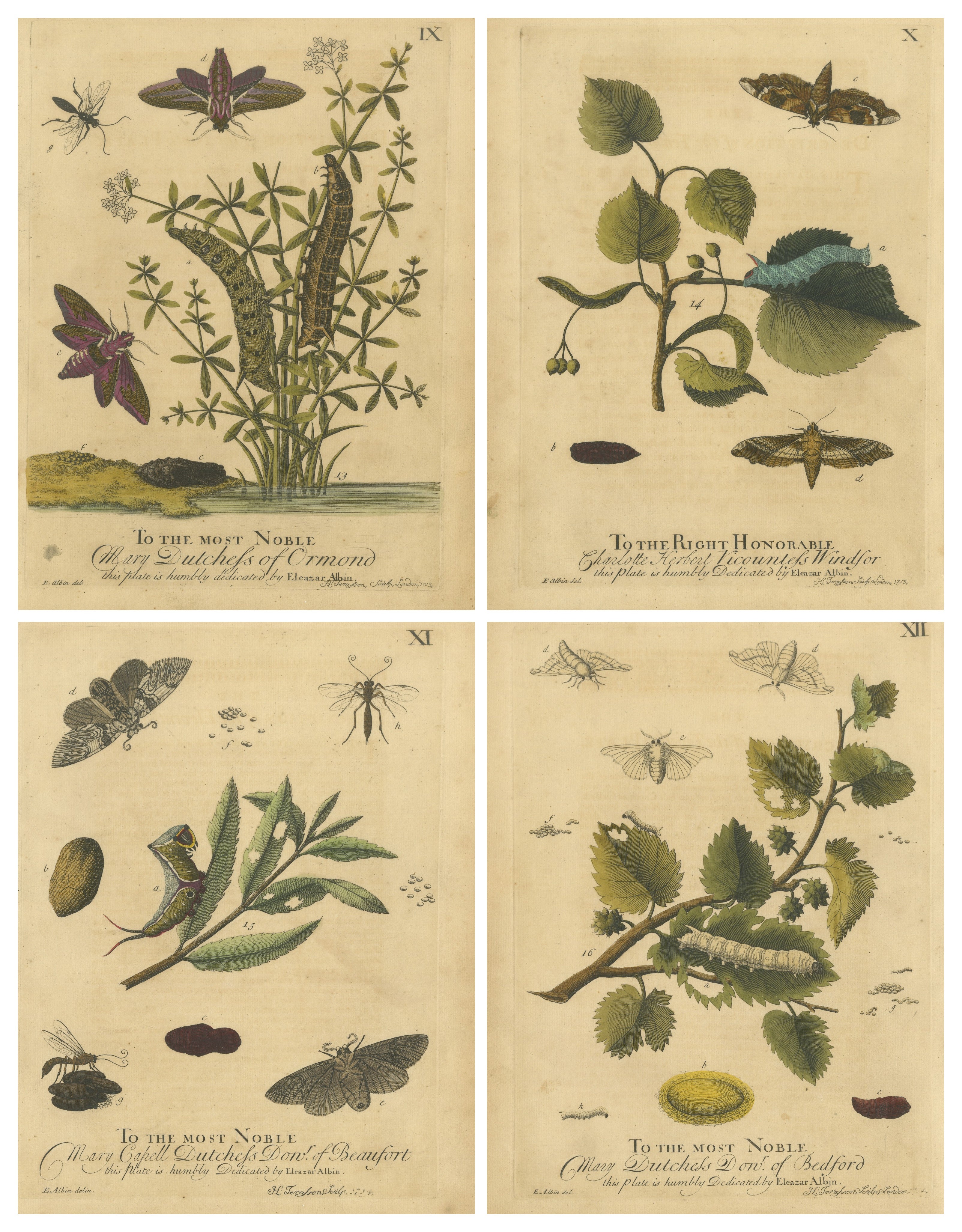 English Hawk 
Tiger Moths – Hummingbird Hawk, Garden Tiger, Albin 1720