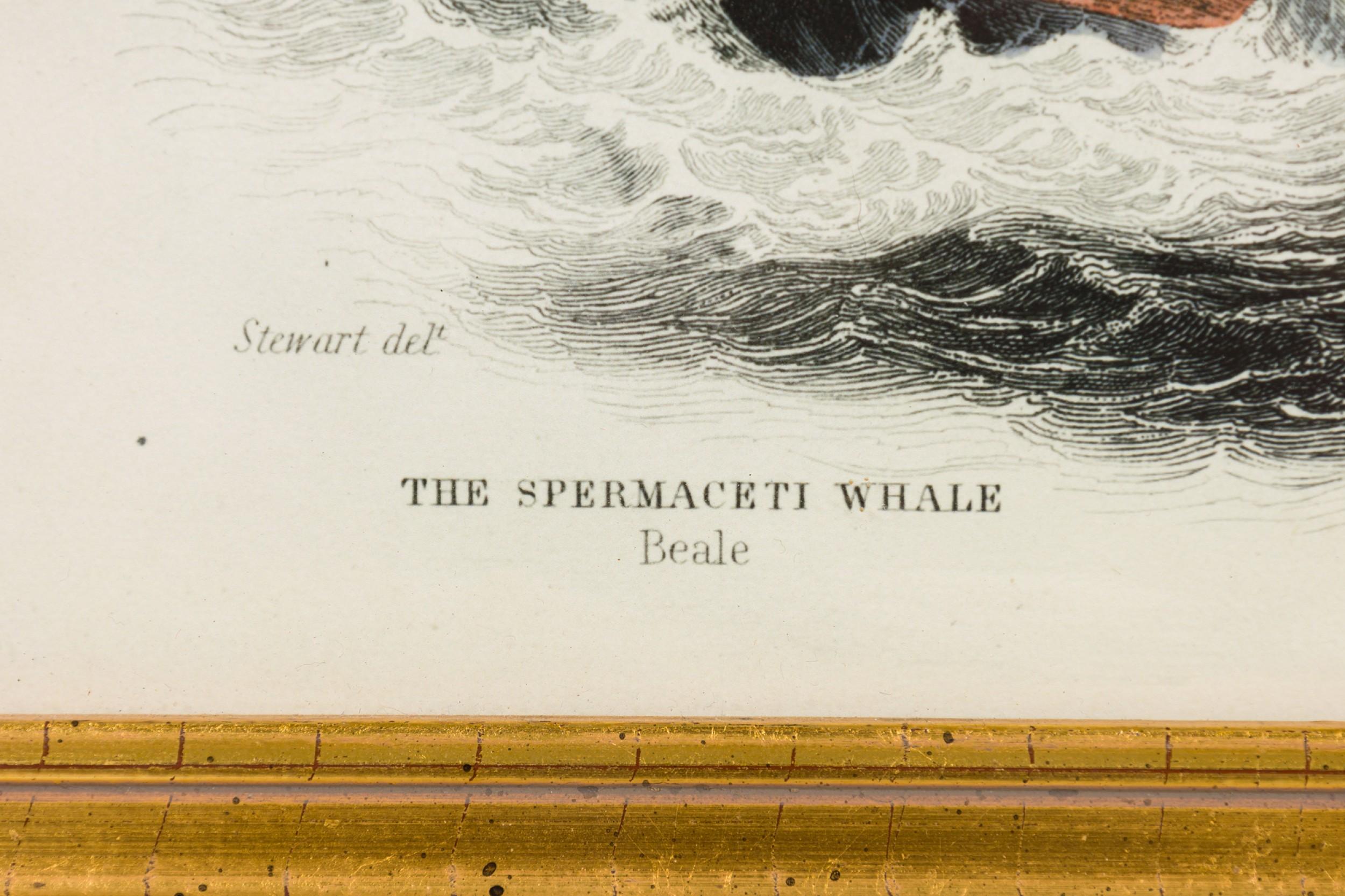 English Lithograph Print of Hunters Attacking a Whale (19. Jahrhundert) im Angebot