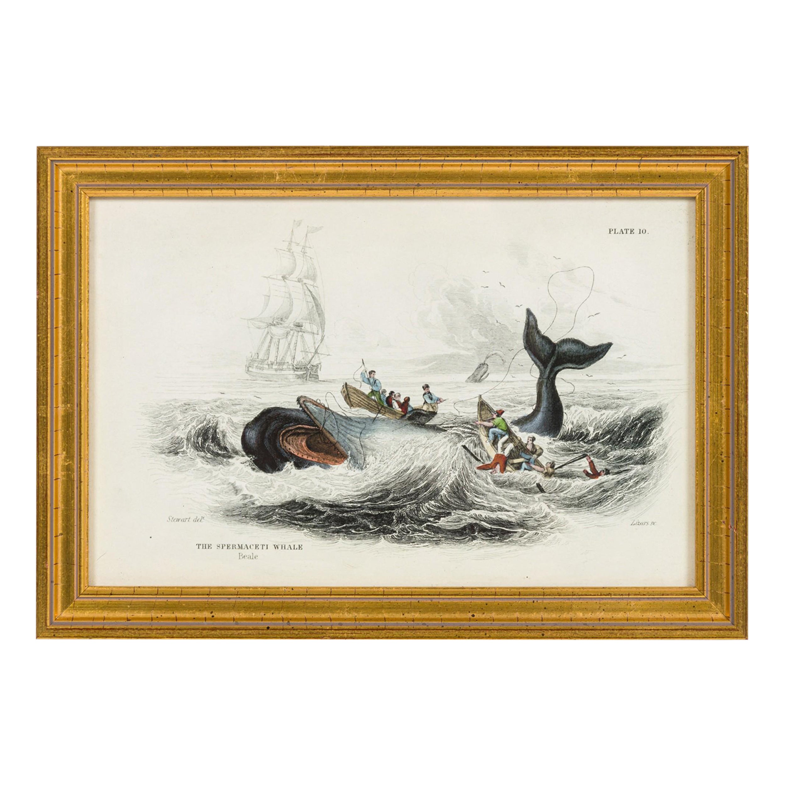 English Lithograph Print of Hunters Attacking a Whale