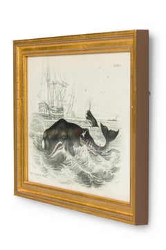 English Lithograph Print of Spermaceti Whale Hunting