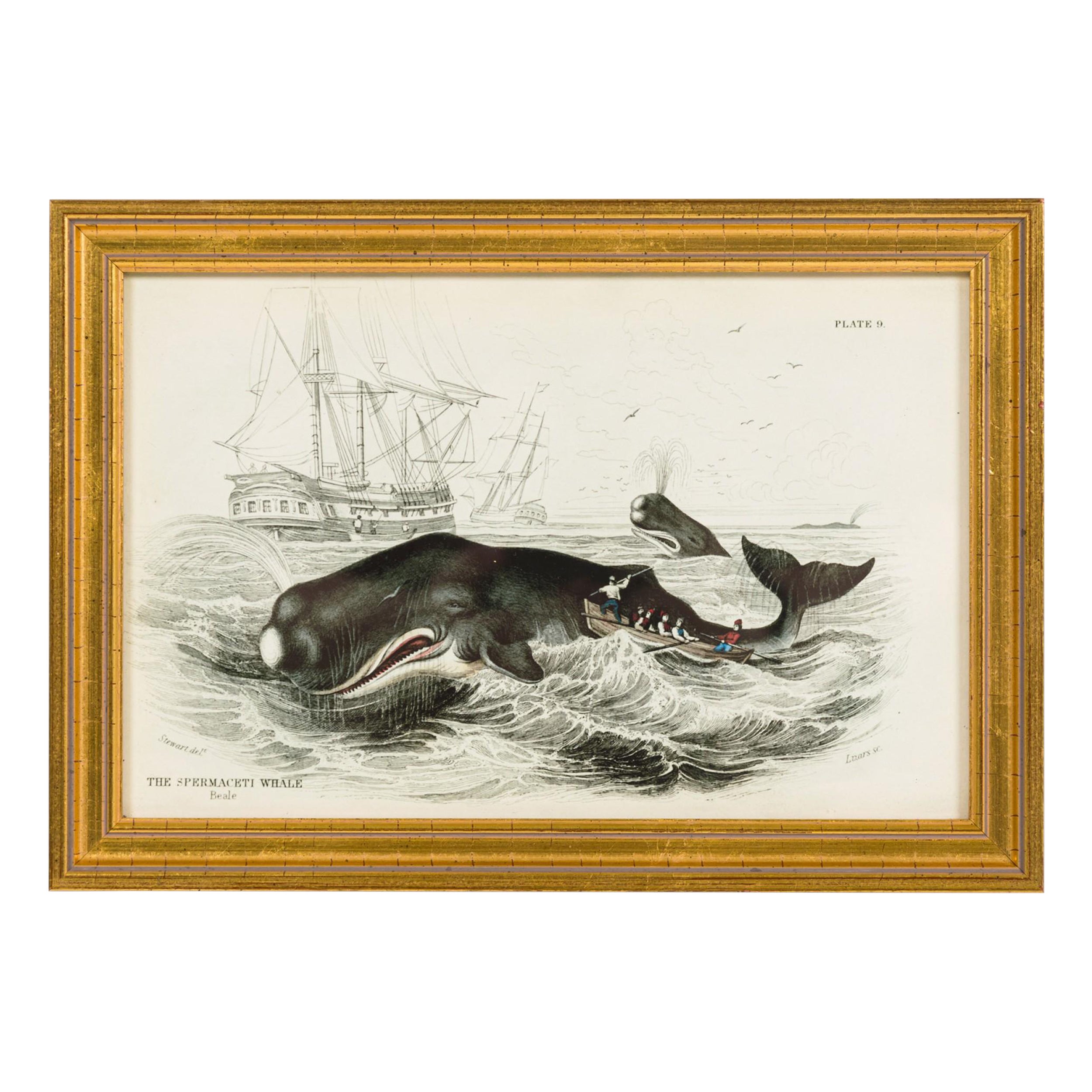 English Lithograph Print of Spermaceti Whale Hunting
