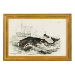 English Lithograph Print of Spermaceti Whale Hunting