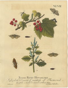 English Moths and Caterpillars on Hawthorn & Flowering Plant, Antique Print 1720
