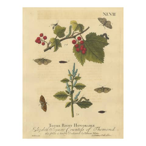 English Moths and Caterpillars on Hawthorn & Flowering Plant, Antique Print 1720