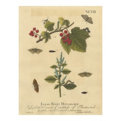 English Moths and Caterpillars on Hawthorn & Flowering Plant, Antique Print 1720