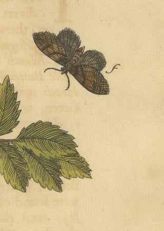 English Moths and Caterpillars on Oak and Rose, Antique Insect Engraving, 1720, view 10