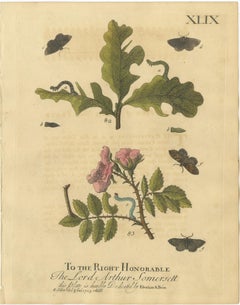 English Moths and Caterpillars on Oak and Rose – Antique Insect Engraving, 1720