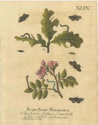 English Moths and Caterpillars on Oak and Rose, Antique Insect Engraving, 1720, view 2