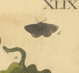 English Moths and Caterpillars on Oak and Rose, Antique Insect Engraving, 1720, view 4