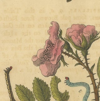 English Moths and Caterpillars on Oak and Rose, Antique Insect Engraving, 1720, view 5