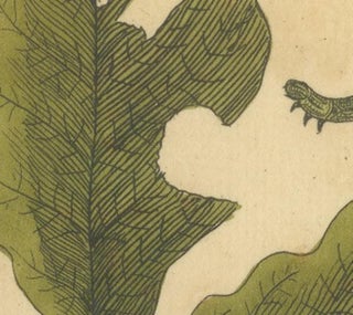 English Moths and Caterpillars on Oak and Rose, Antique Insect Engraving, 1720, view 6