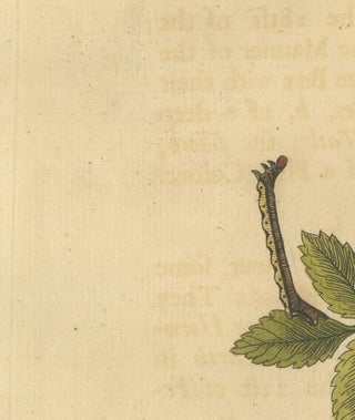 English Moths and Caterpillars on Oak and Rose, Antique Insect Engraving, 1720, view 7
