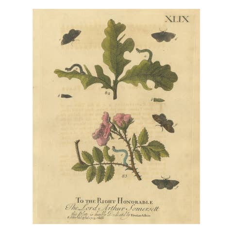 English Moths and Caterpillars on Oak and Rose – Antique Insect Engraving, 1720